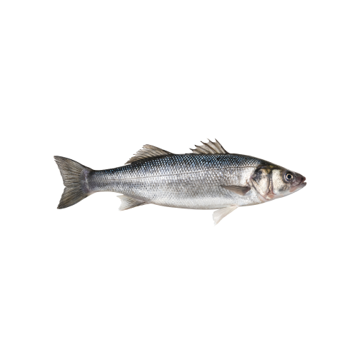 Levrek